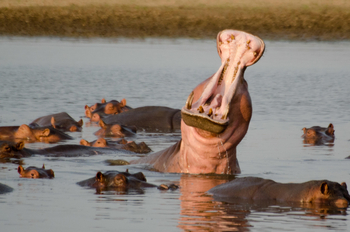 Island Bush Camp: Nilpferde im Wasser