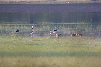 Jawai: Stilzs und Enten