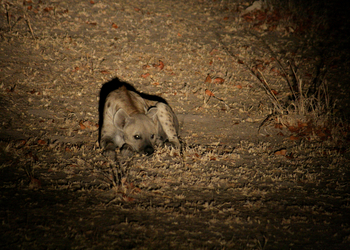 Kafunta River Lodge: Tüpfelhyäne