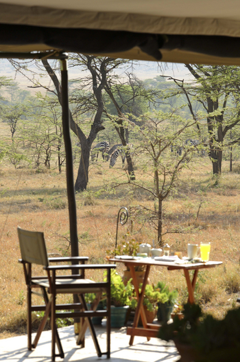 Kicheche Bush Camp: Zebras vor der Lounge