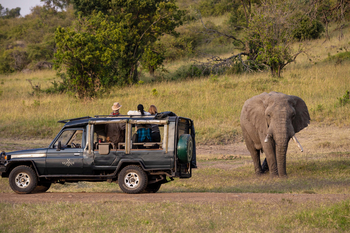 Kicheche Mara Camp: Elefant am Fahrzeug