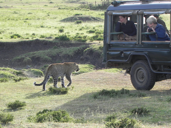 Kicheche Valley Camp Kicheche Valley Camp: Leopard