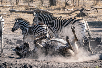 King's Pool Camp King's Pool Camp: Staubbad
