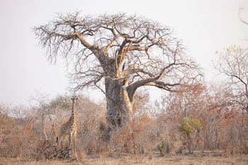 Kokoko Camp: Giraffe in der Natur