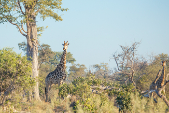 Lagoon Camp Lagoon Camp: Giraffe
