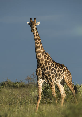 Leopard Plains: Giraffenbulle