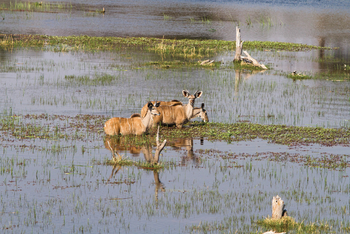 Leroo La Tau Lodge: Kuduns bei der Querung des Boteti River