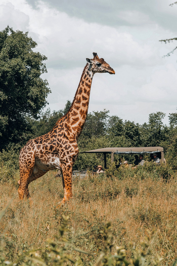 Little Chem Chem: Giraffe