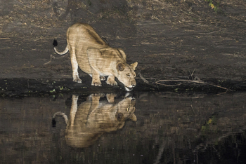 Little Chem Chem: Löwe bei Nacht