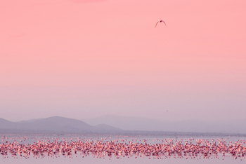 Little Chem Chem: Rosa Flamingos