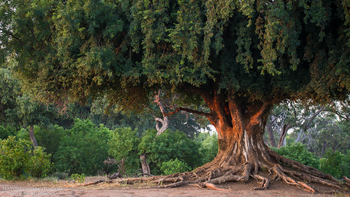 Mashatu Game Reserve: Mashatu Tree