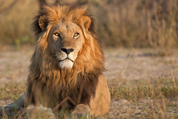 Matetsi Victoria Falls: Löwe