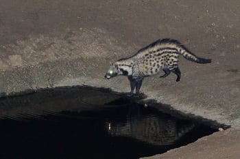 Mkulumadzi Lodge: Zibetkatze