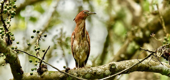 Musa Jungle Retreat Musa Jungle Retreat: Malayan Night Heron