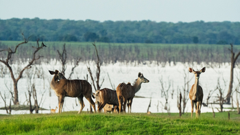 Nanzhila Lake Camp Nanzhila Lake Camp: Kudus