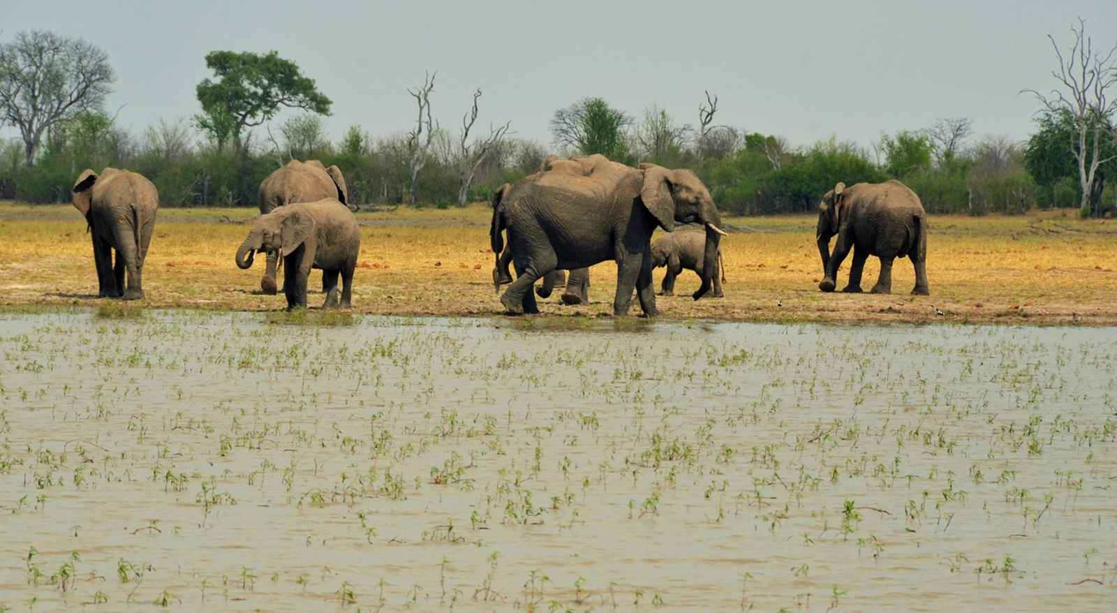 Nogatsaa Pans Chobe Lodge Nogatsaa Pans Chobe Lodge: Elefanten an der Pfanne