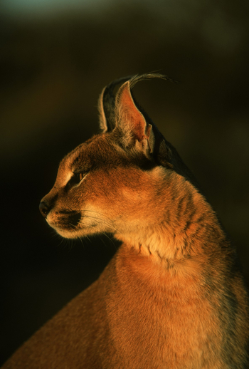 Okonjima Plains Camp: Karakal