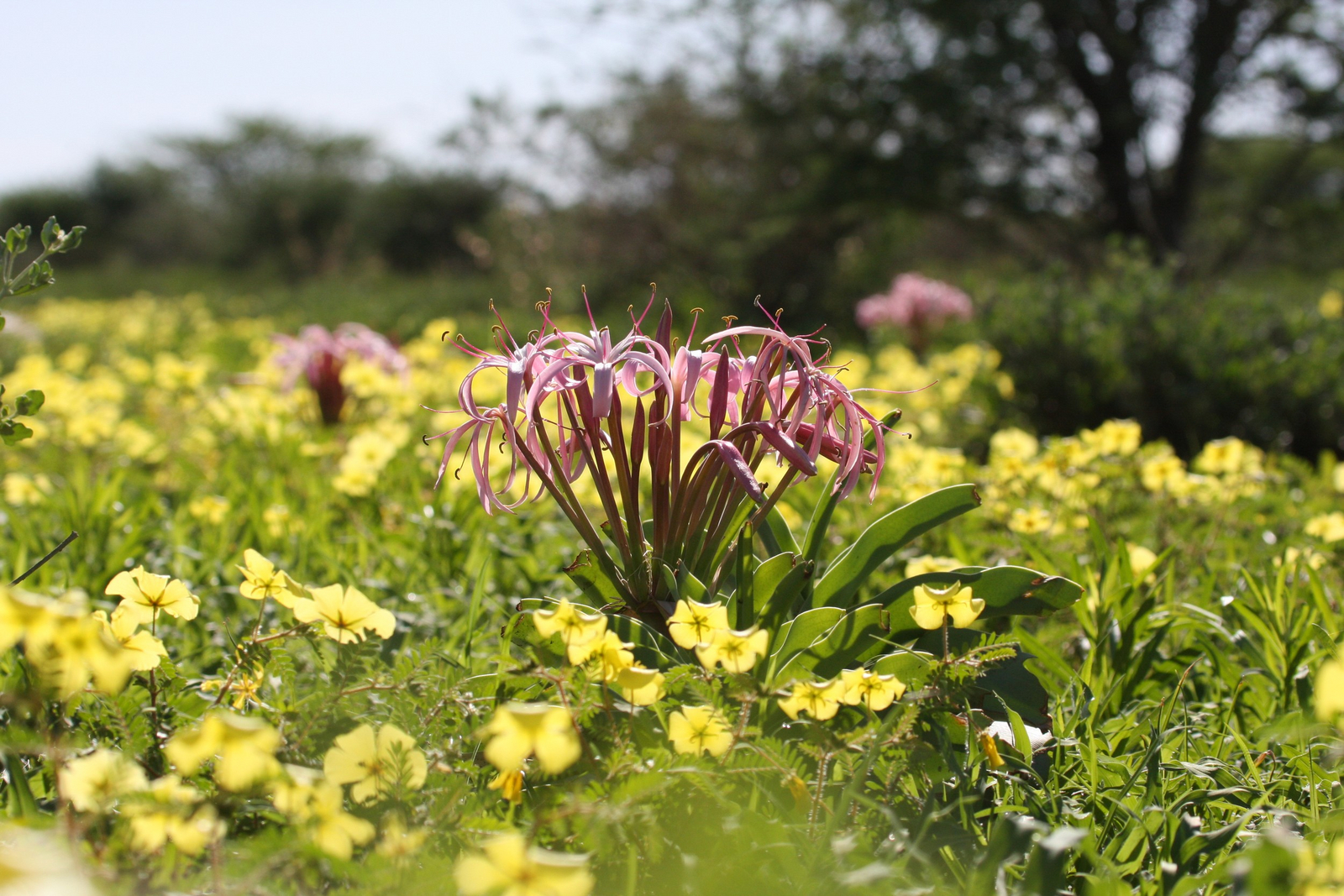Old Traders Lodge Old Traders Lodge: Landschaft