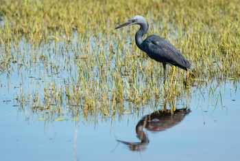 Pelo Camp: Slaty Egret