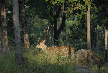 Pench National Park: Axishirsch