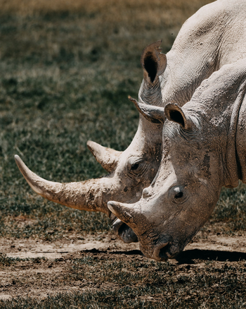 Porini Rhino Camp: Nashornkuh mit Kalb