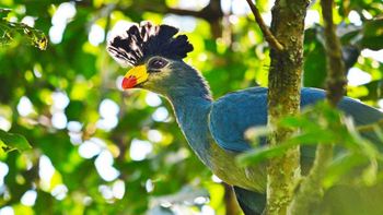 Primate Lodge: Riesenturako