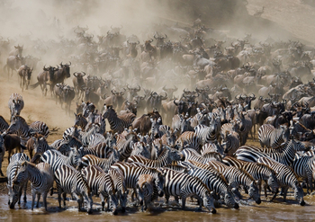 Saruni Eagle View Saruni Eagle View: Zebra Migration