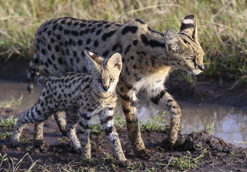 Sentinel Mara Camp: Serval Katze mit Jungtier