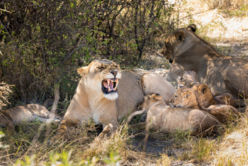 The Dhow Suite at Zarafa: Löwenfamilie