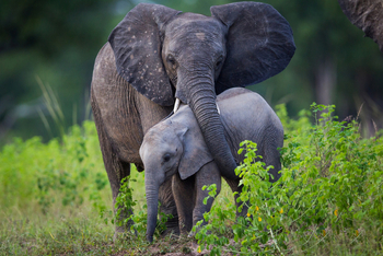 Time + Tide South Luangwa Time + Tide South Luangwa: Elefantenkinder