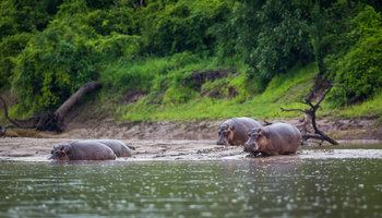 Time + Tide South Luangwa Time + Tide South Luangwa: Hippos