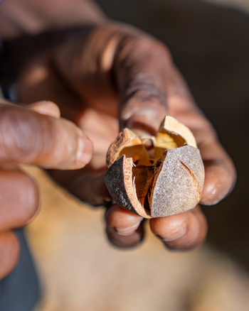 Time + Tide South Luangwa Time + Tide South Luangwa: Walking Safari