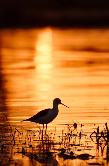 Tuludi Camp: Black-winged Stilt