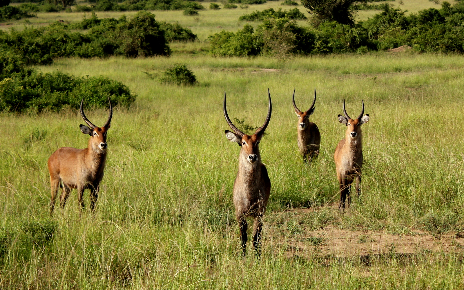 Volcanoes Kyambura Gorge Lodge Volcanoes Kyambura Gorge Lodge: Wasserböcke