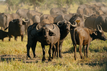Wilderness Mokete Camp: Büffel