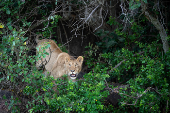 Wilderness Usawa Serengeti Camp: Löwin im Unterholz
