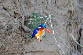 Amanzi Camp: Malachiteisvogel