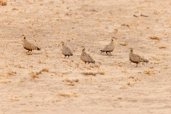 Camp Kuzuma: Sand Grouse