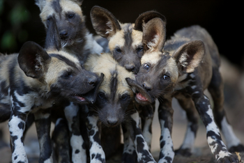 Cha Cha Metsi Camp: Wildhundwelpen