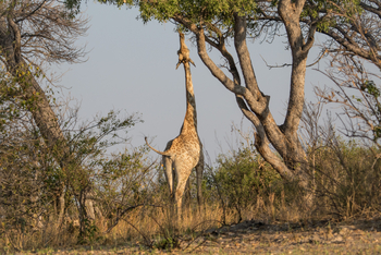 Chief's Island: Giraffe