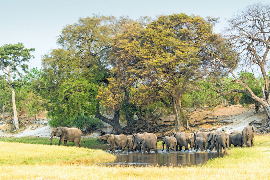 Chobe Game Lodge