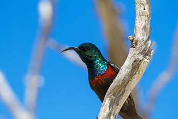 Cosmoledo Eco Camp: Souimanga Sunbird