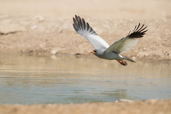 Dinaka Lodge: Pale Chanting Goshawk