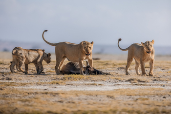 Elewana Tortilis Camp: Löwen