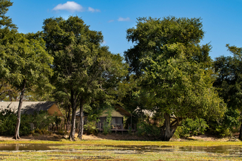 Ingwe Pan Camp: Hohe Bäume im Camp