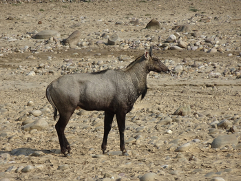 Jim's Jungle Retreat: Nilgaiantilope