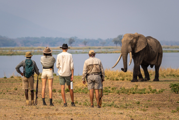 John's Camp John's Camp: Alter Elefantenbulle