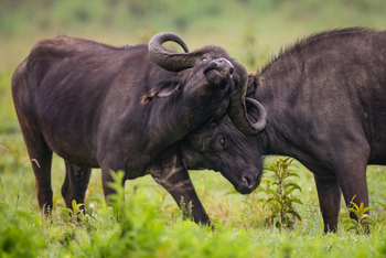 Koroi Forest Camp: Zwei Büffel von der Seite