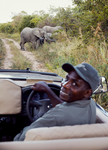 Laba Jongomero: Elefanten vor Safari Auto