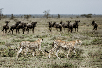 Legendary Mila Tented Camp: Geparden und Gnus
